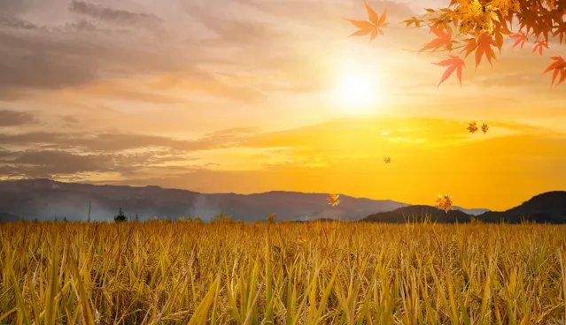 立秋哪一天2020年 今年立秋是几月几日2020