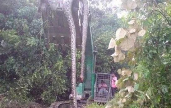 辽宁挖出大蛇事件是真的吗 140岁长蛇冠子蛇精真相