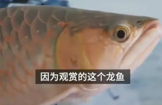 龙鱼眼睛整容千元一次 网友：活久见！行行出状元！