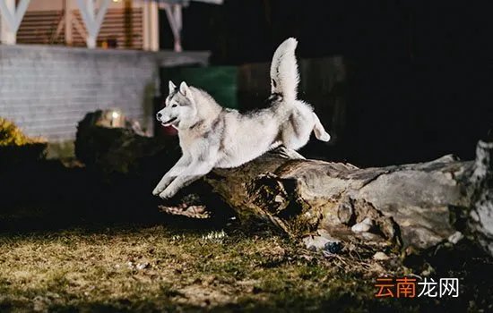 怎么让狗狗搜东西？记性不好的主人有救啦