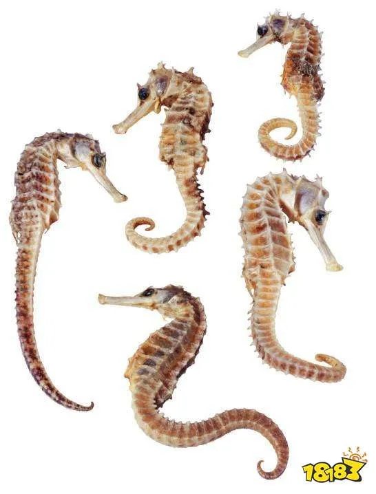 以下哪种动物生活在海里属于真正的鱼呢