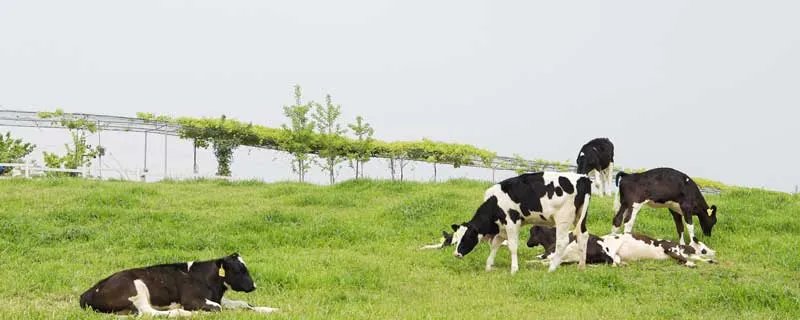 世界公认三大黄金奶源 世界三大奶源地有哪些