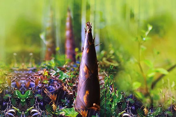 春笋的营养价值及功效