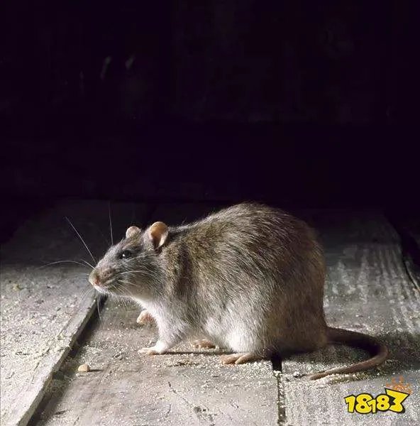 猫为什么要吃老鼠 蚂蚁庄园今日答案6月15日