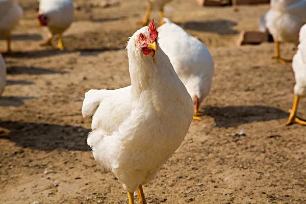 鸡拉稀不吃食怎么办