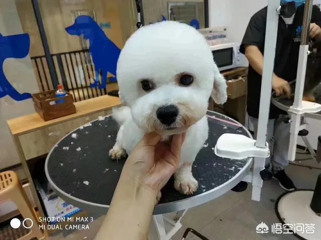 哪家宠物美容培训好啊?