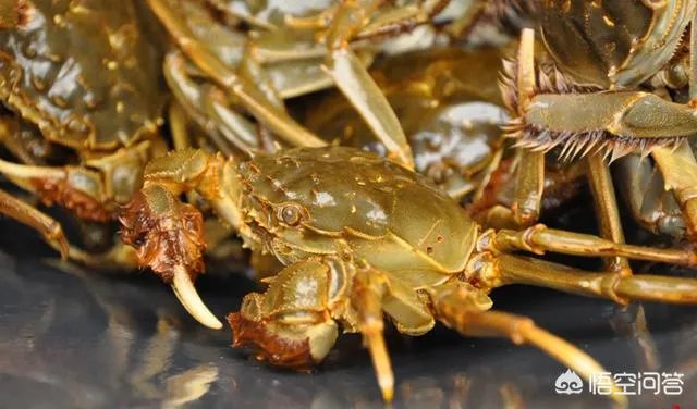 德国大闸蟹和阳澄湖大闸蟹，哪个好吃？