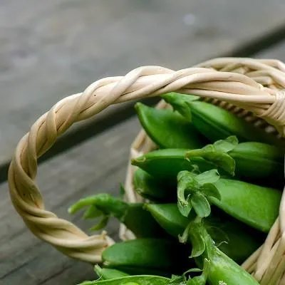 碧生源减肥茶怎么喝