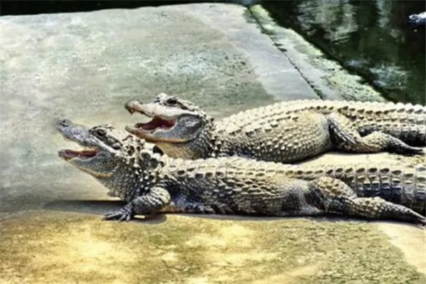 我国十大濒临灭绝的动物：金丝猴上榜，它是水中大熊猫