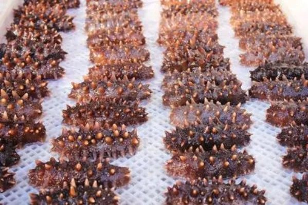 男性吃什么补精 男性多吃这些食物补精效果好