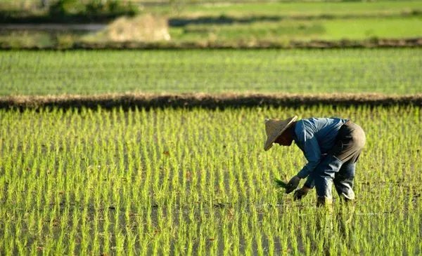 2021年重点强农惠农政策公布,这其中的政策对农民有何好处?