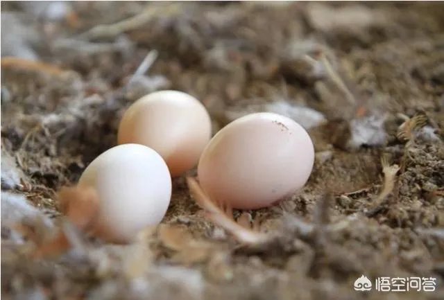 买土鸡蛋