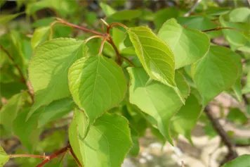 杏树叶子的功效与作用
