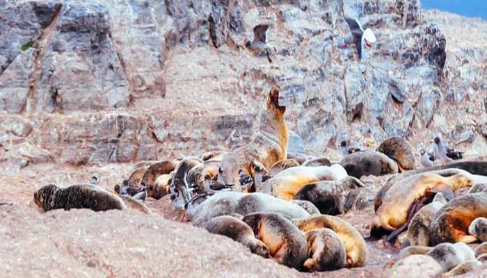 里约在哪个国家 里约是哪个国家的