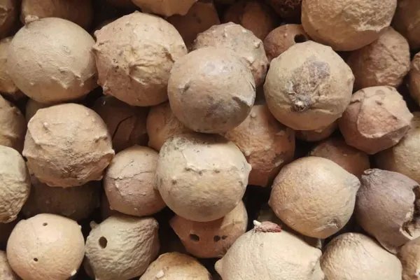 没食子的功效与作用