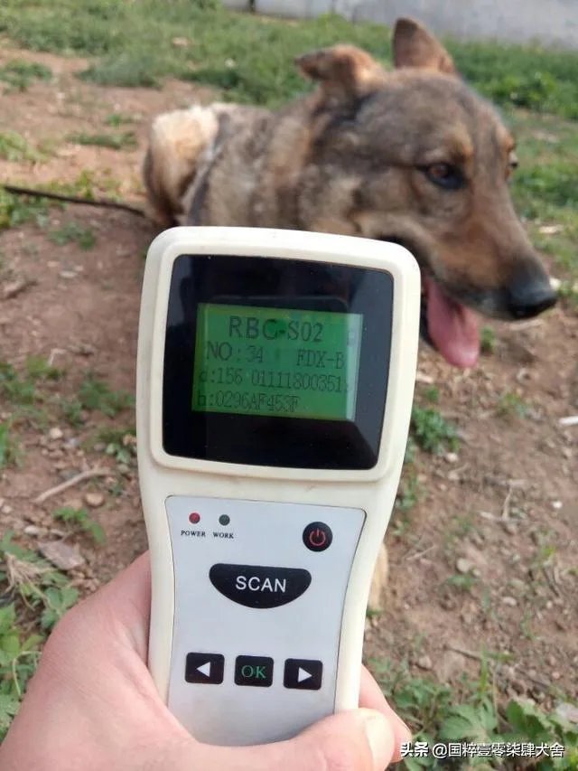 警犬跑入一个派出所，派出所的警察能认出吗？