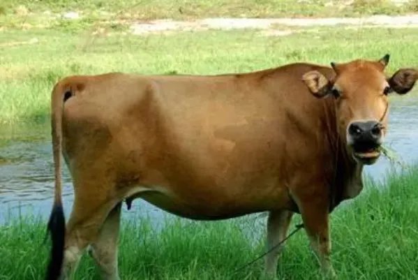 古代官职凌人是干什么的