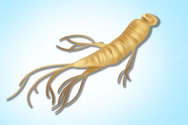 玄参的功效与作用及食用方法