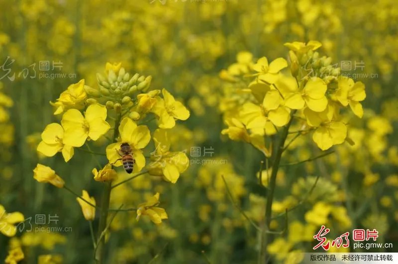 龙游百花丛的基本信息