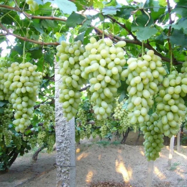 “架上丝瓜酷如吊”，难倒苏东坡的上联，谁能对出下联？