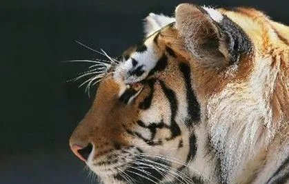 世界上最大的老虎是哪一种？最大的老虎体型有多大？