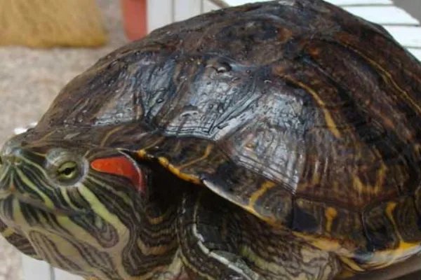 买草龟还是巴西龟