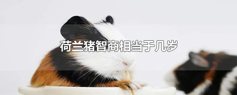 荷兰猪智商相当于几岁