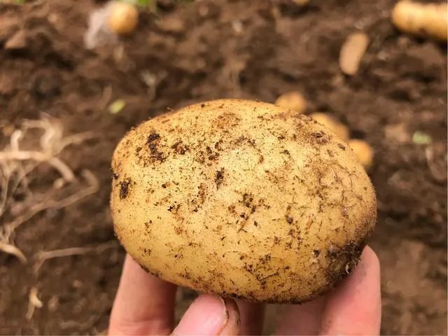 蔬菜供应链有没有人做？