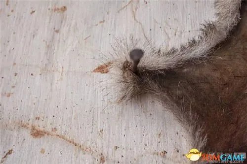 云南村民炖狼惊呆网友 野狼偷鸡遭村民打死吃掉