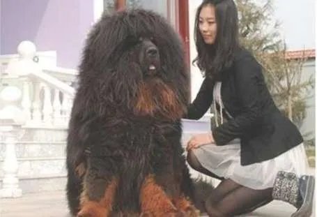 世界上最大的藏獒王——巨獒比尔