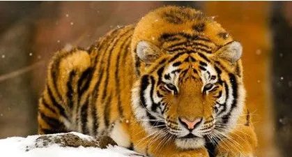 世界上最大的老虎是哪一种？最大的老虎体型有多大？