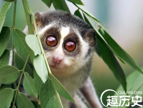 北京酒店出现懒猴 一级保护动物变宠物