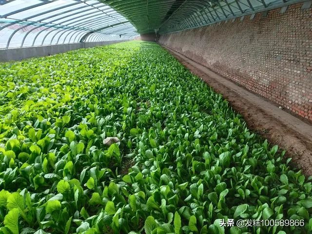 蔬菜供应链有没有人做？