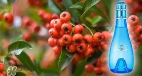 davidoff大卫杜夫是哪个国家的？大卫杜夫是奢侈品吗？