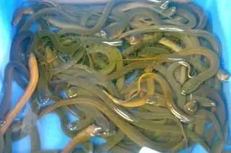 民间诱捕黄鳝秘方有哪些？