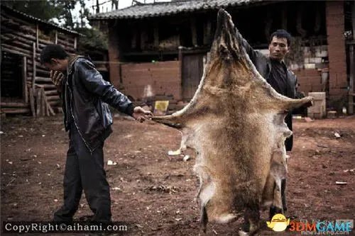 云南村民炖狼惊呆网友 野狼偷鸡遭村民打死吃掉