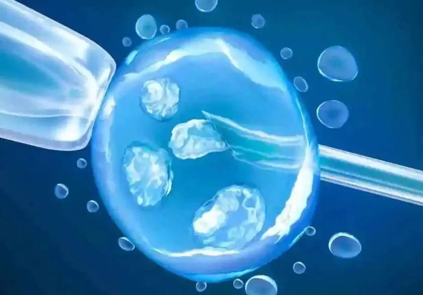 胚胎移植-【高中生物笔记】体外受精与早期胚胎培养