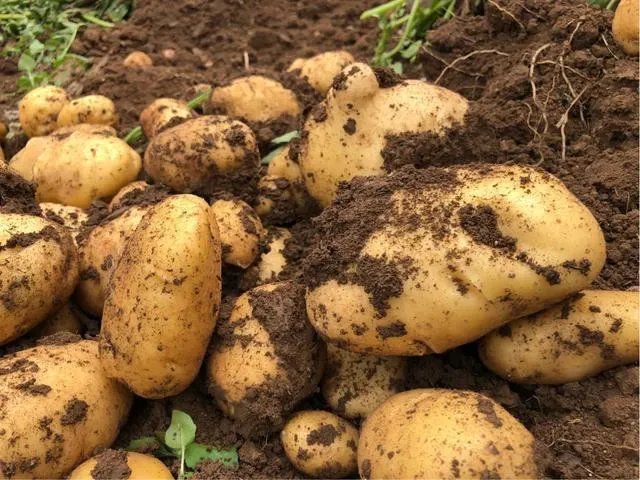 蔬菜供应链有没有人做？