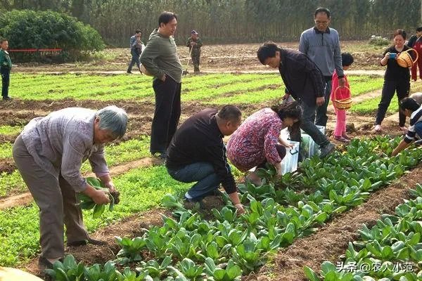 蔬菜供应链有没有人做？