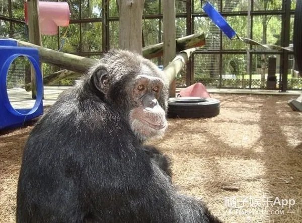 迈克尔杰克逊是如何变白的？