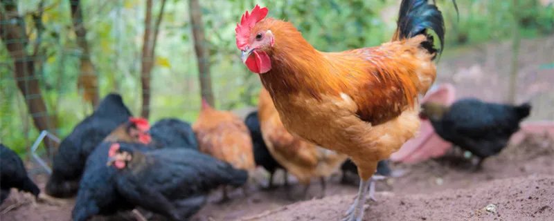 清蒸鸡是什么地方的菜 清蒸鸡是哪个地方的菜