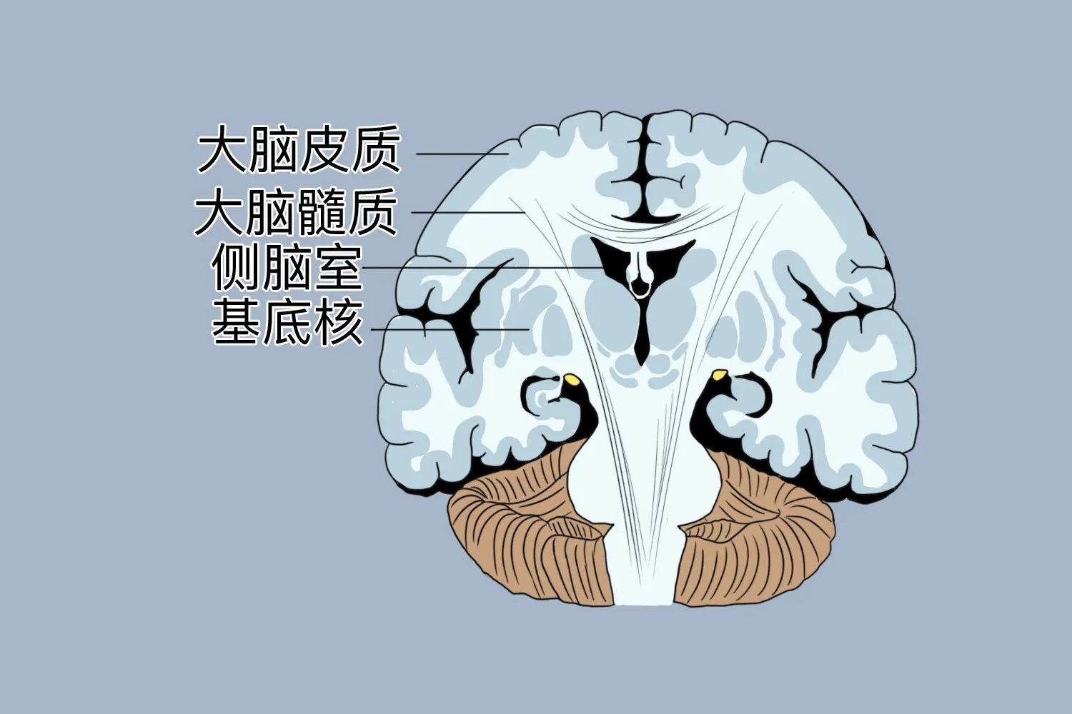 人体大脑结构图