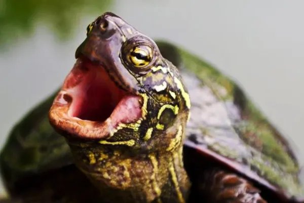 买草龟还是巴西龟