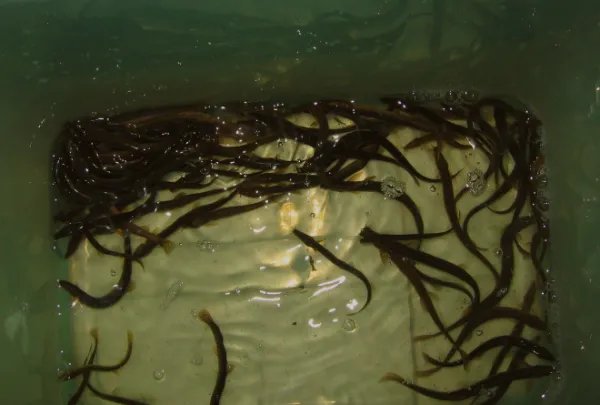 泥鳅养殖技术是骗局