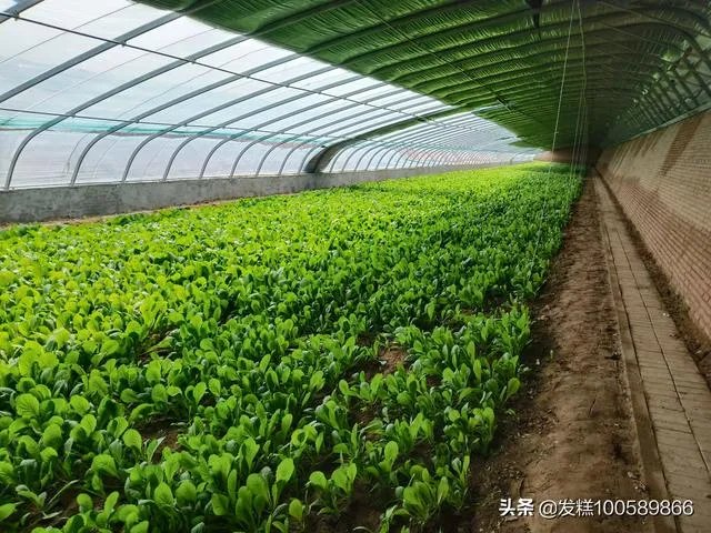 蔬菜供应链有没有人做？