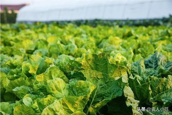 蔬菜供应链有没有人做？