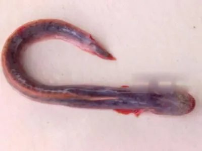 红狼牙鰕虎鱼能吃吗有毒吗 营养价值怎样