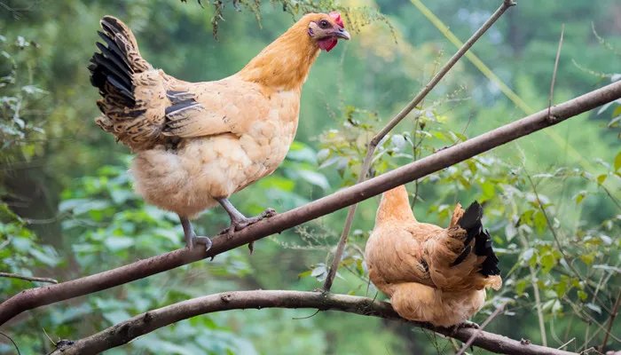 清蒸鸡是什么地方的菜 清蒸鸡是哪个地方的菜
