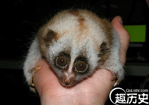 北京酒店出现懒猴 一级保护动物变宠物