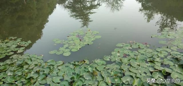 上联是“心若惜，咫尺天涯”，如何对下联？